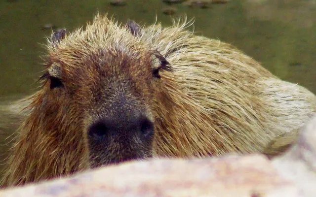 The Capybara Didn't Sign Up for This: Inside Japan's Animal Game Show Machine (And Why America Can't Look Away)